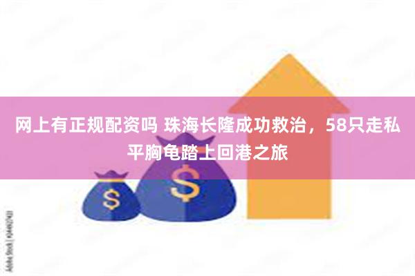 网上有正规配资吗 珠海长隆成功救治，58只走私平胸龟踏上回港之旅